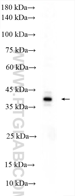 Western Blot (WB) analysis of HEK-293T cells using ERAL1 Polyclonal antibody (29465-1-AP)