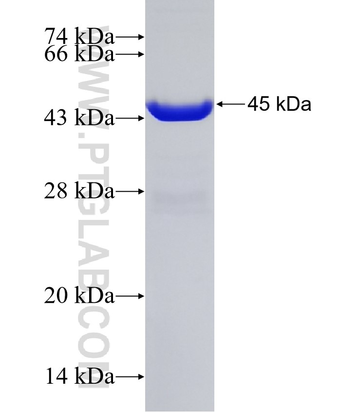 ERAL1 fusion protein Ag30720 SDS-PAGE