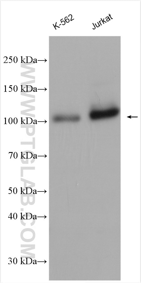 Western Blot (WB) analysis of K-562 cells using ARTS1 Polyclonal antibody (13821-1-AP)