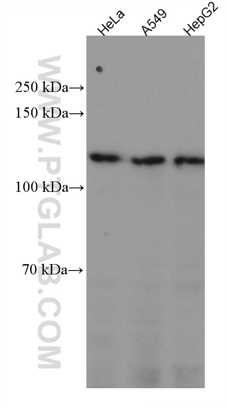 Western Blot (WB) analysis of various lysates using ERAP2 Monoclonal antibody (67477-1-Ig)