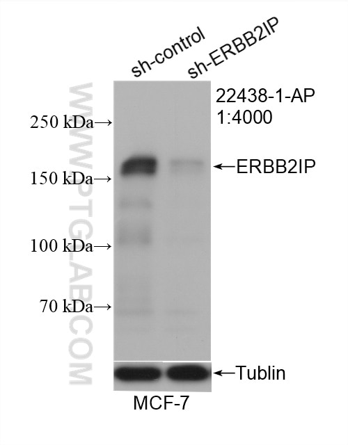 Western Blot (WB) analysis of MCF-7 cells using ERBB2IP Polyclonal antibody (22438-1-AP)