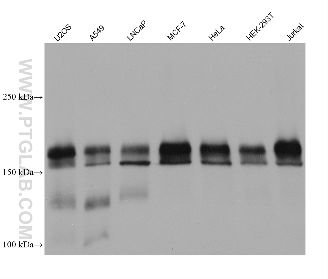 Western Blot (WB) analysis of various lysates using ERBB2IP Monoclonal antibody (68159-1-Ig)