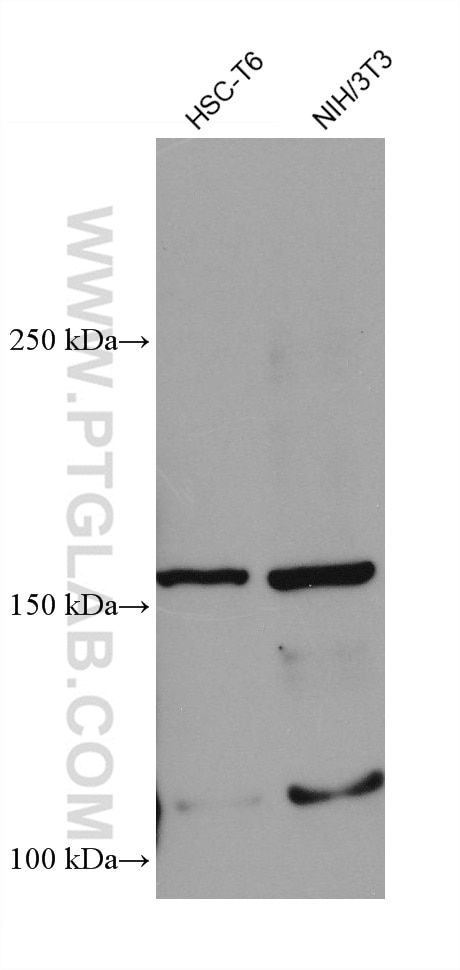 Western Blot (WB) analysis of various lysates using ERBB2IP Monoclonal antibody (68159-1-Ig)