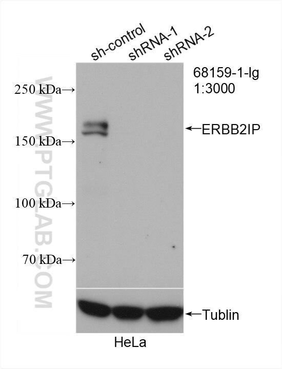 WB analysis of HeLa using 68159-1-Ig