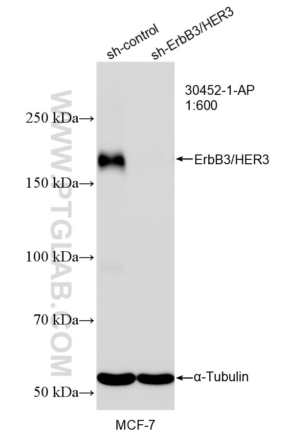 Western Blot (WB) analysis of MCF-7 cells using ErbB3/HER3 Polyclonal antibody (30452-1-AP)