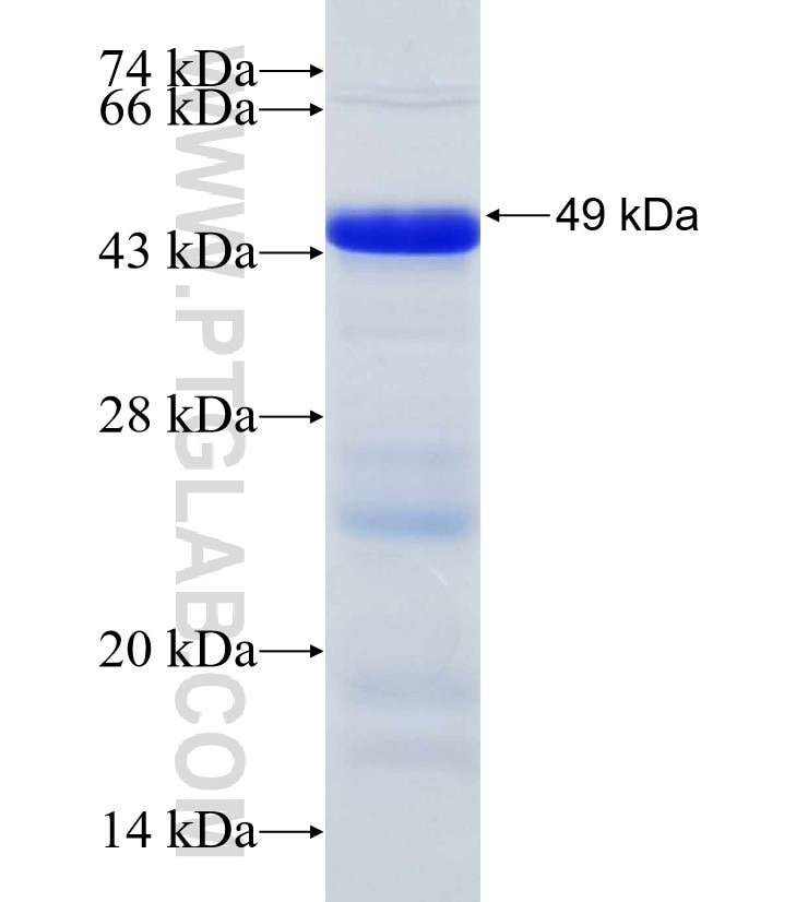 ERBB3 fusion protein Ag30713 SDS-PAGE