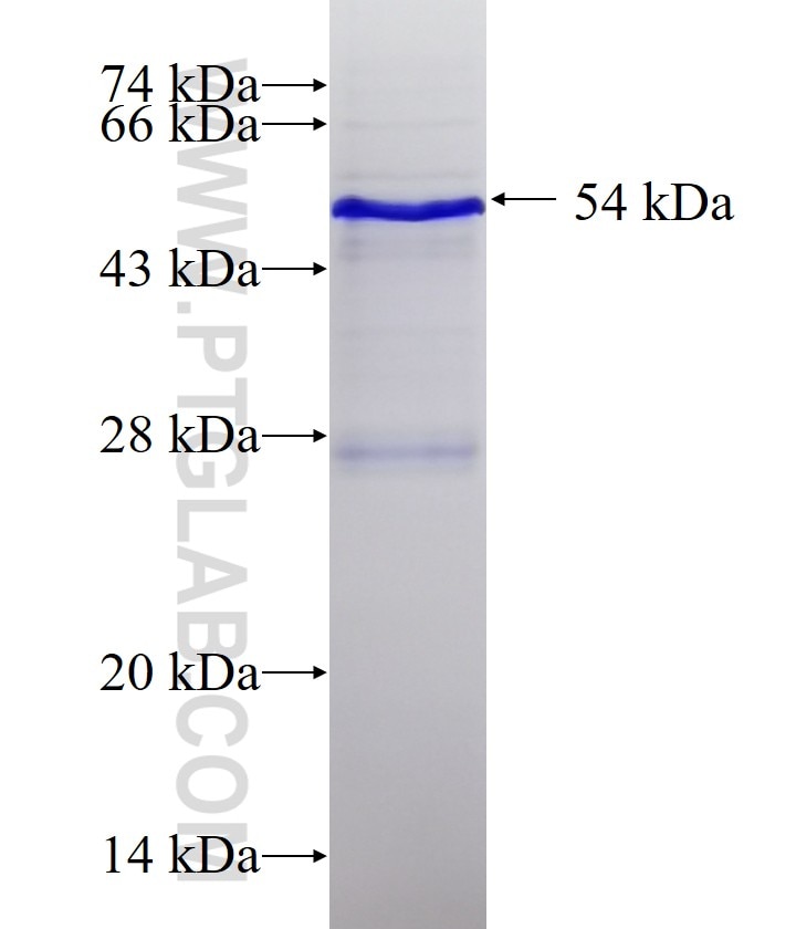 ERBB3 fusion protein Ag0215 SDS-PAGE