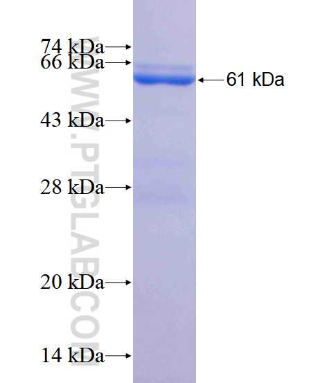 ERBB4 fusion protein Ag18002 SDS-PAGE