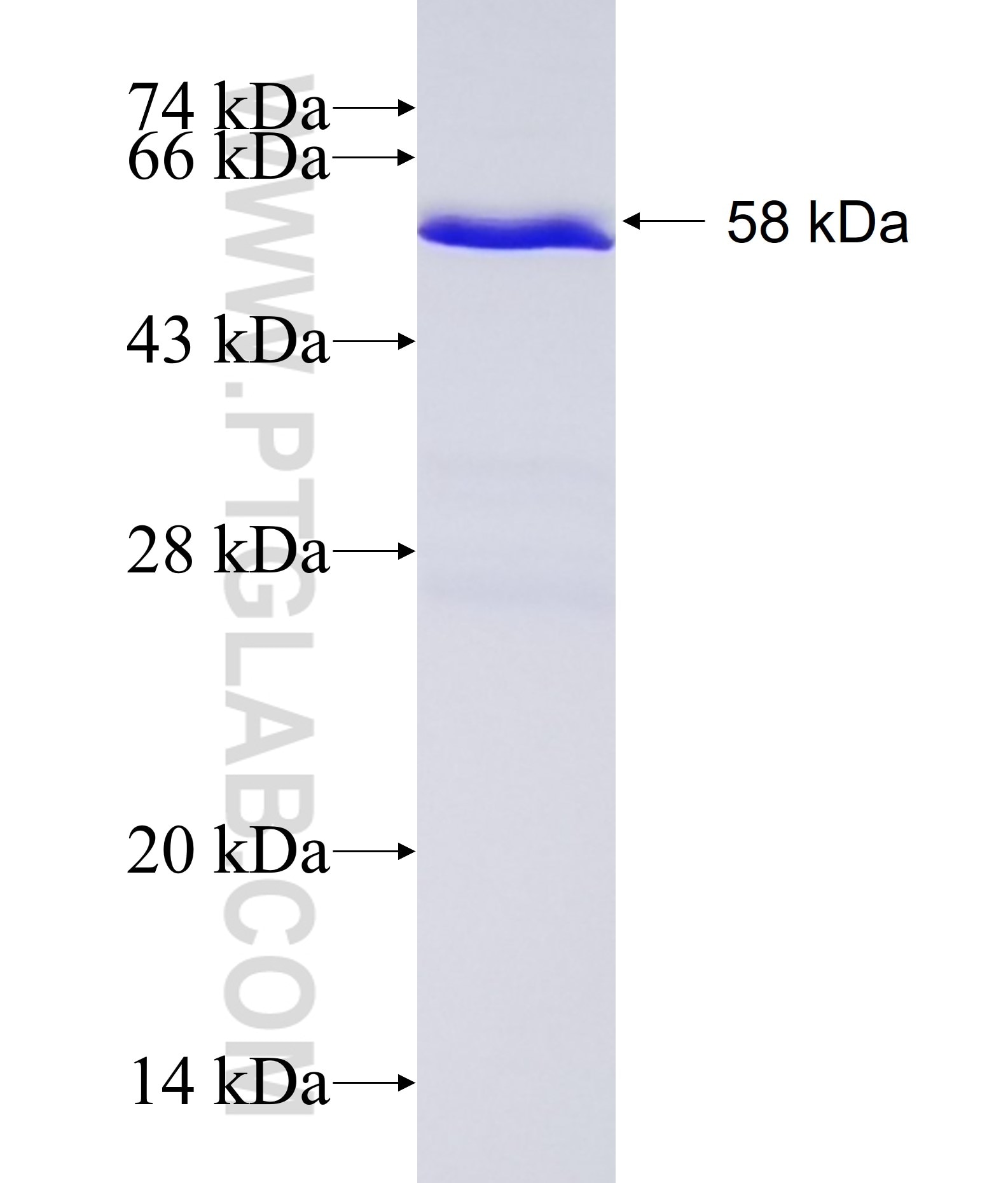 ERBB4 fusion protein Ag18002 SDS-PAGE