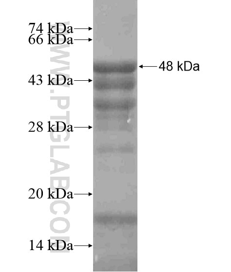 ERBB4 fusion protein Ag19064 SDS-PAGE