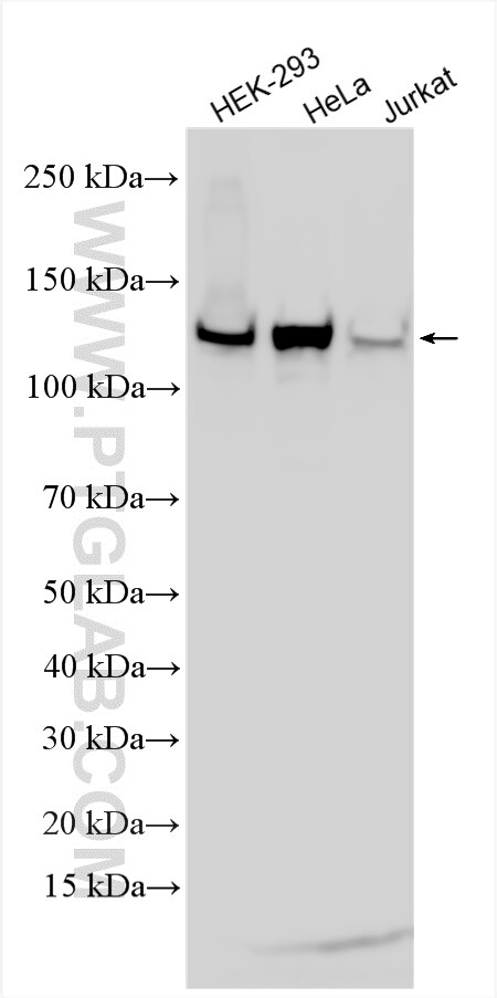Western Blot (WB) analysis of various lysates using ERC1 Polyclonal antibody (22211-1-AP)