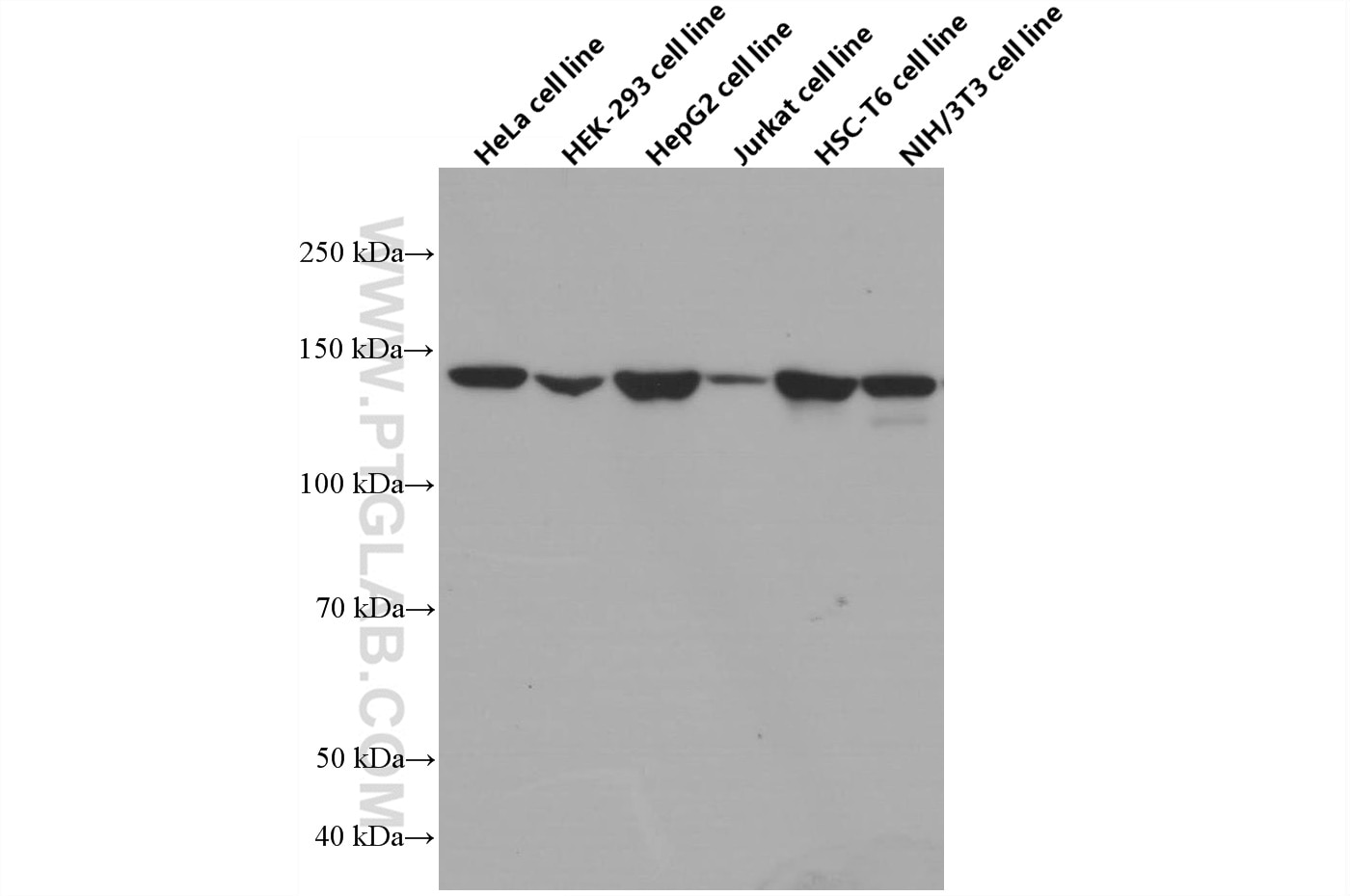 Western Blot (WB) analysis of various lysates using ERC1 Monoclonal antibody (66681-1-Ig)