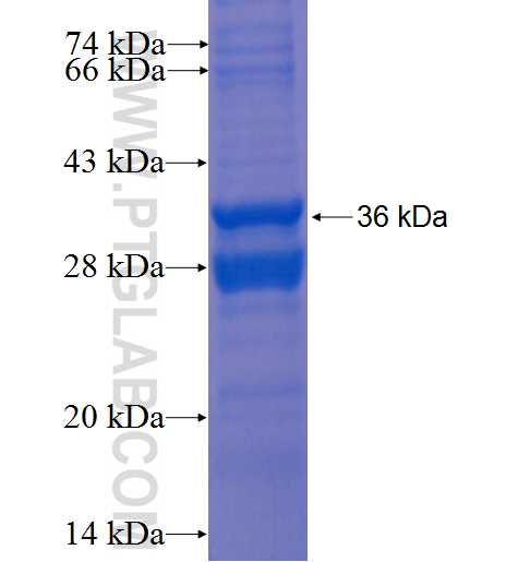 ERC1 fusion protein Ag0966 SDS-PAGE
