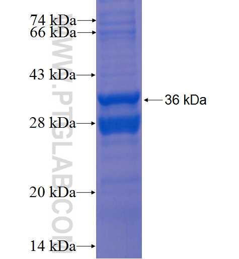 ERC1 fusion protein Ag0966 SDS-PAGE