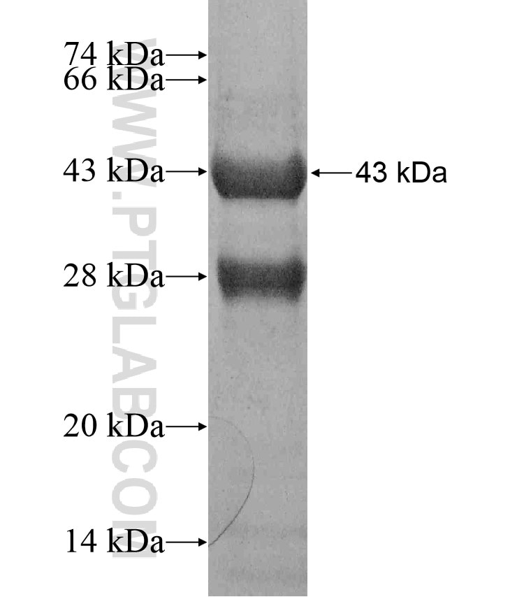 ERC1 fusion protein Ag17536 SDS-PAGE
