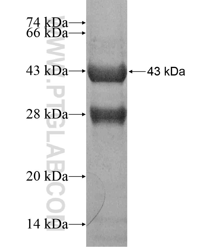 ERC1 fusion protein Ag17536 SDS-PAGE