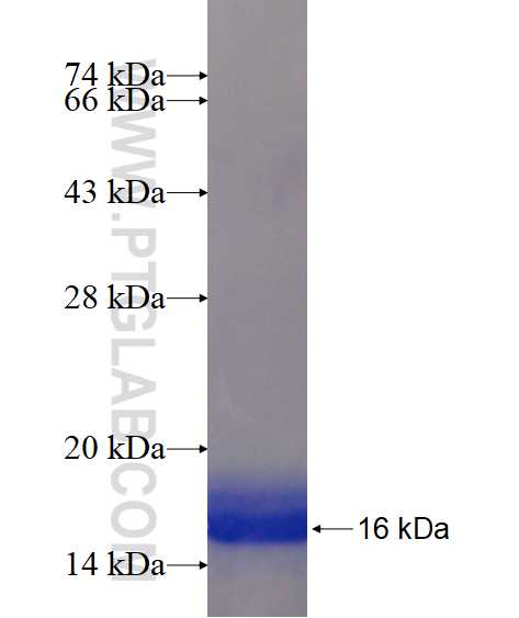 ERC1 fusion protein Ag17665 SDS-PAGE