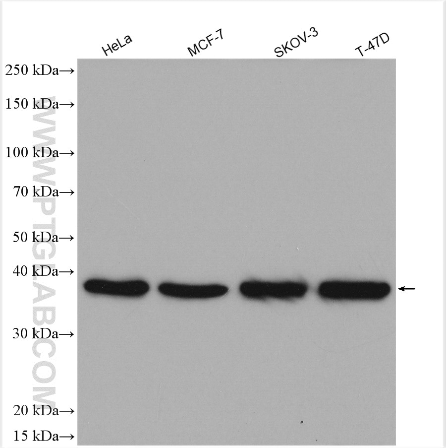 Western Blot (WB) analysis of various lysates using ERCC1 Polyclonal antibody (14586-1-AP)