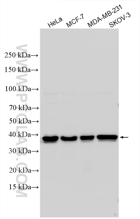 Western Blot (WB) analysis of various lysates using ERCC1 Polyclonal antibody (14586-1-AP)