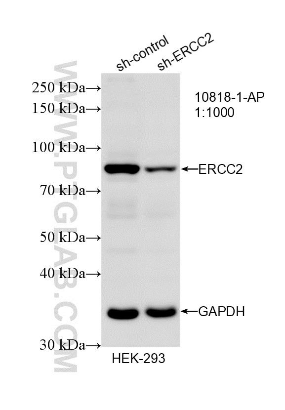 Western Blot (WB) analysis of HEK-293 cells using ERCC2 Polyclonal antibody (10818-1-AP)