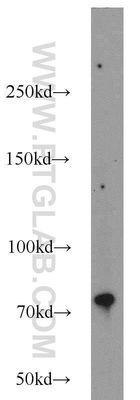 Western Blot (WB) analysis of HEK-293 cells using ERCC2 Polyclonal antibody (10818-1-AP)