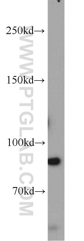Western Blot (WB) analysis of COLO 320 cells using ERCC3 Polyclonal antibody (10580-1-AP)