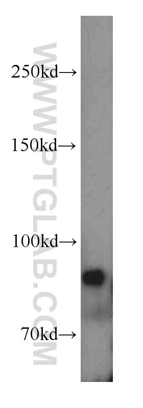 Western Blot (WB) analysis of HT-1080 cells using ERCC3 Polyclonal antibody (10580-1-AP)