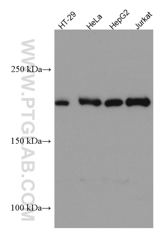Western Blot (WB) analysis of various lysates using ERCC5 Monoclonal antibody (67055-1-Ig)