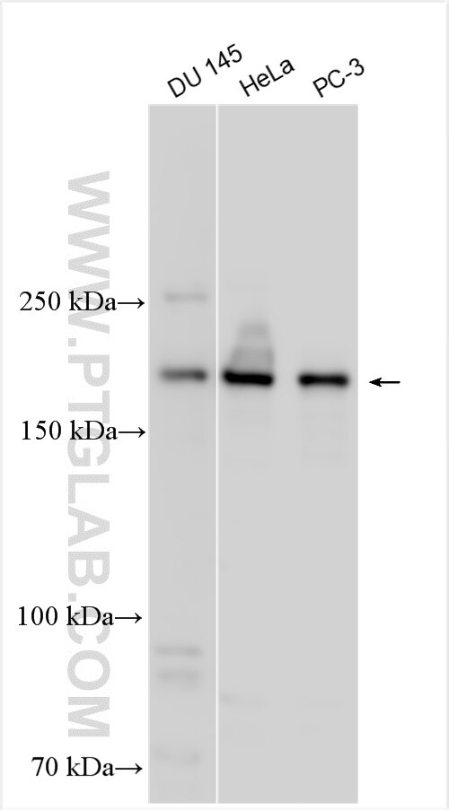 WB analysis using 24291-1-AP