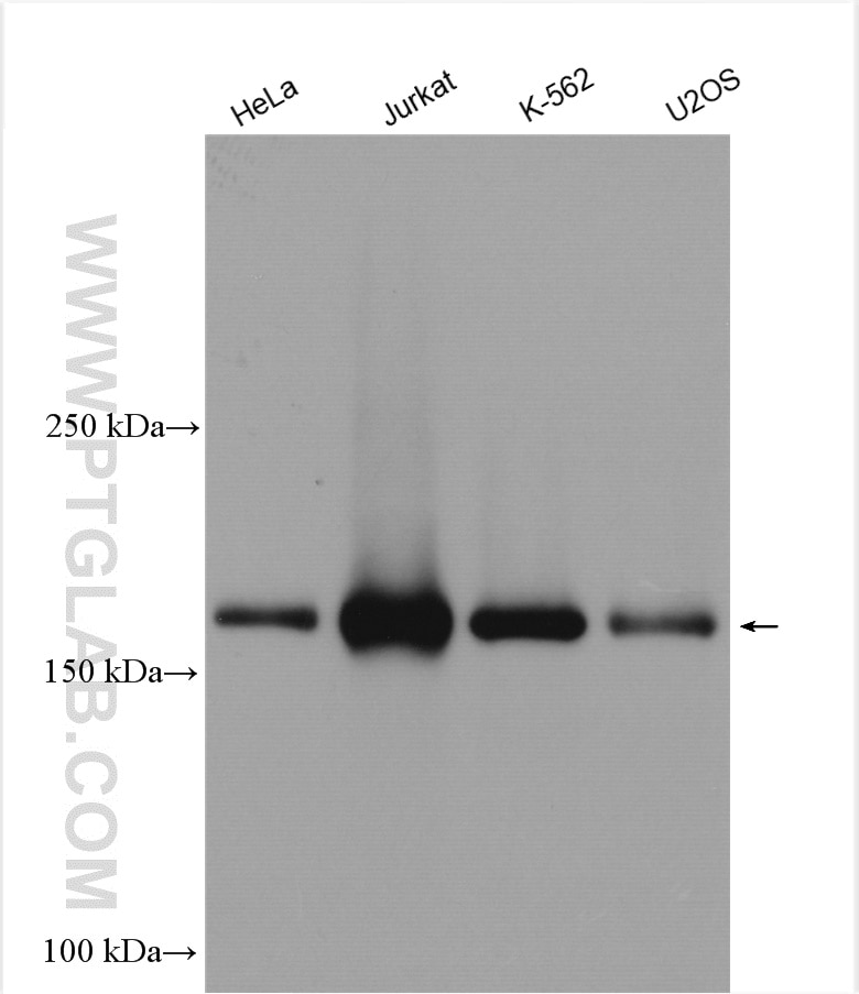 Western Blot (WB) analysis of various lysates using ERCC6L Polyclonal antibody (15688-1-AP)