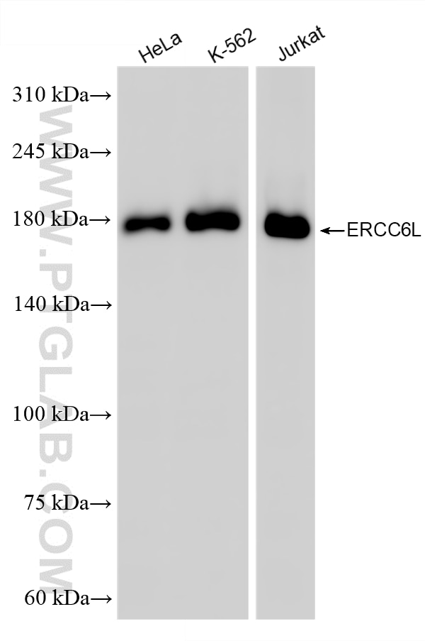 Western Blot (WB) analysis of various lysates using ERCC6L Recombinant monoclonal antibody (86688-1-RR)
