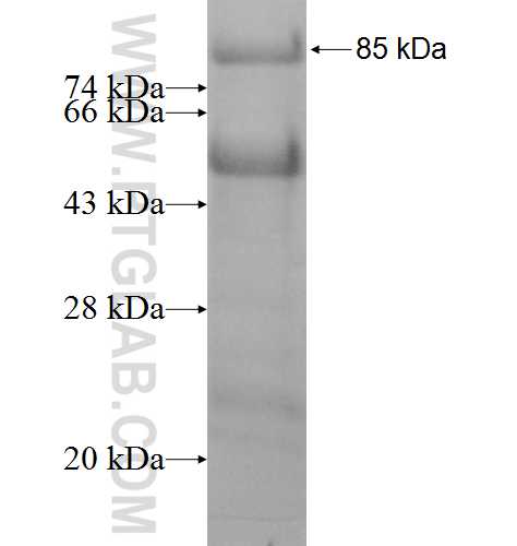 ERCC6L fusion protein Ag8223 SDS-PAGE