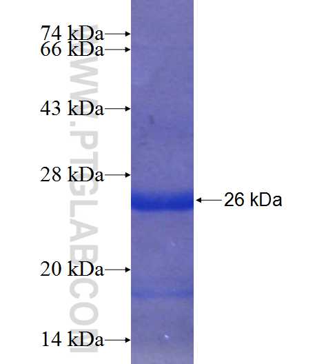 ERF fusion protein Ag24189 SDS-PAGE