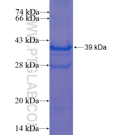 ERF fusion protein Ag15145 SDS-PAGE