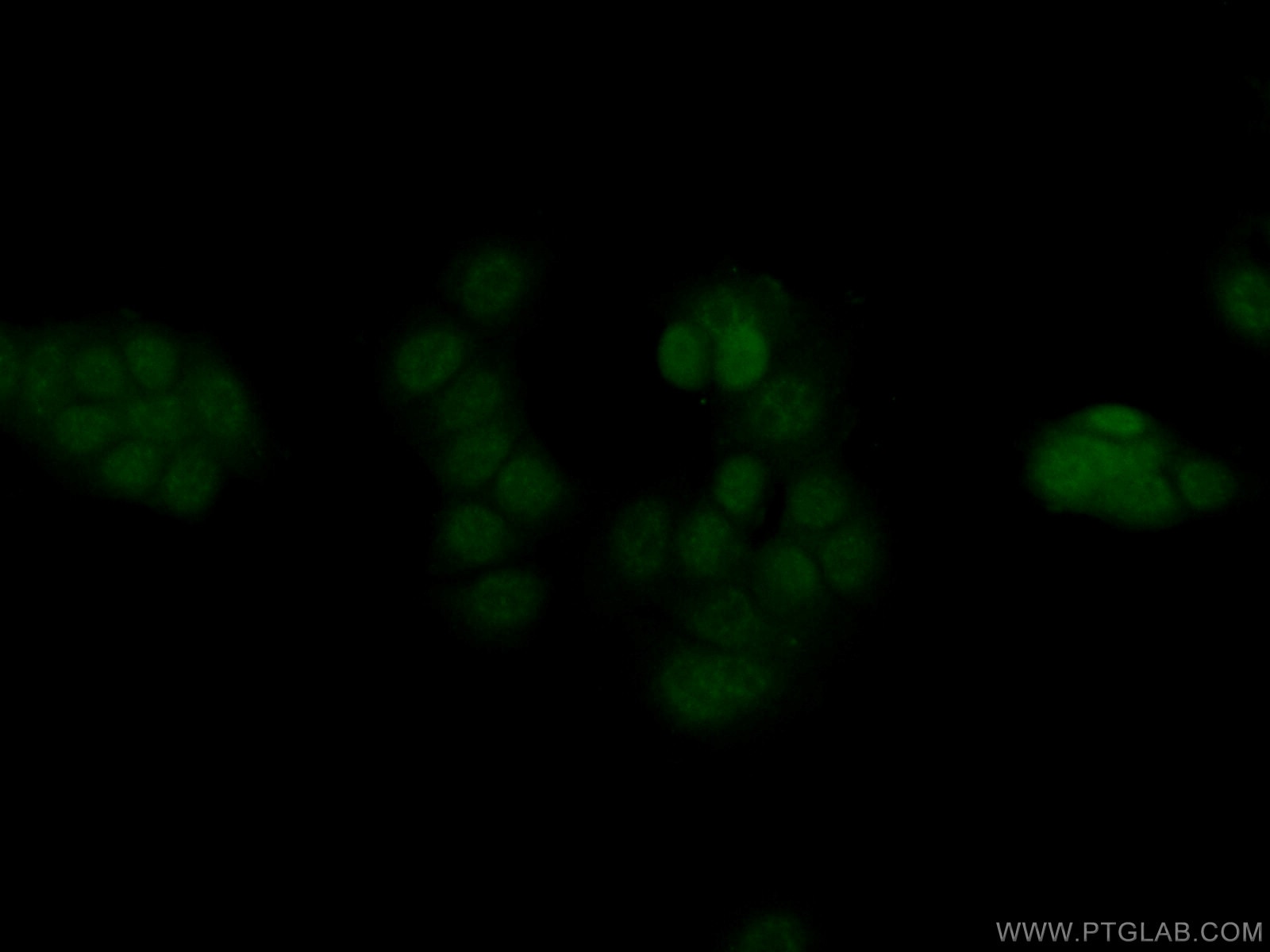Immunofluorescence (IF) / fluorescent staining of MCF-7 cells using ERG Polyclonal antibody (14356-1-AP)