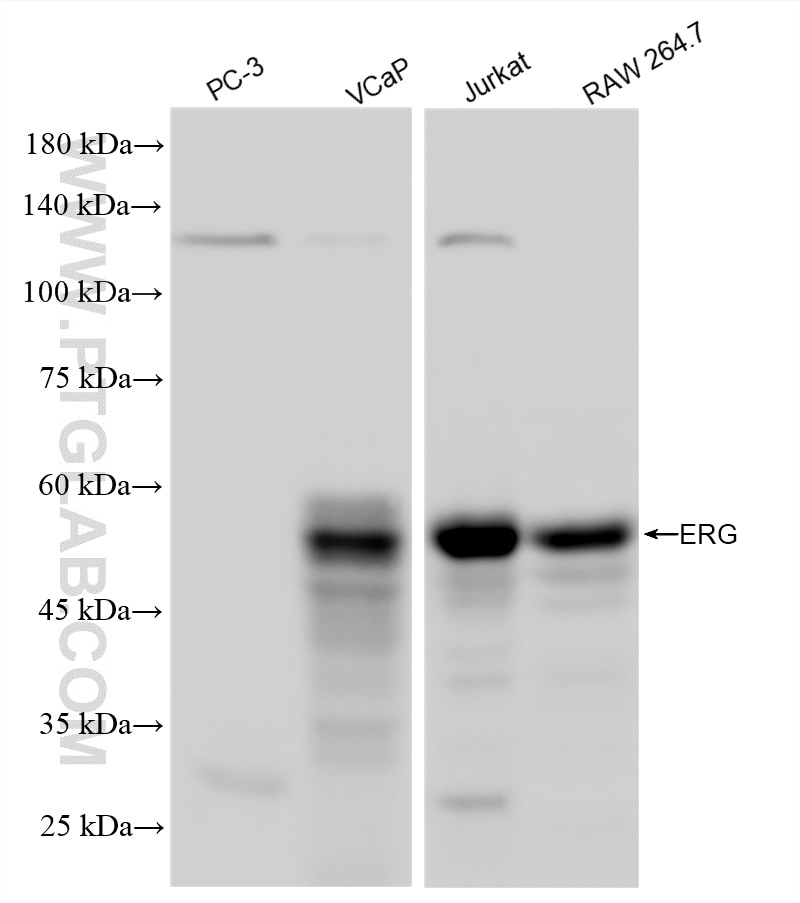 WB analysis using 88009-1-RR (same clone as 88009-1-PBS) Western Blot (WB) analysis of various lysates using ERG Recombinant monoclonal antibody (88009-1-RR)