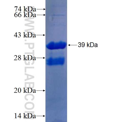ERG fusion protein Ag26020 SDS-PAGE