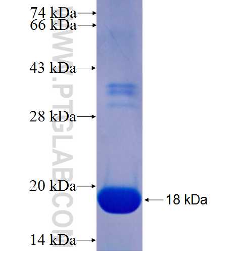 ERG fusion protein Ag26031 SDS-PAGE