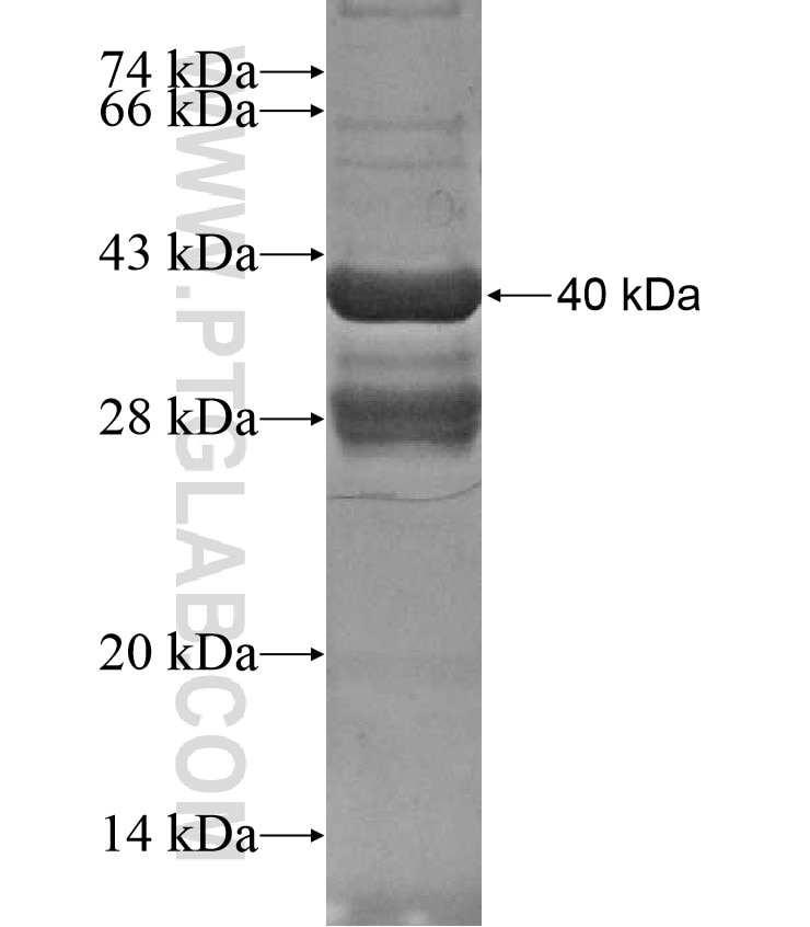 ERG fusion protein Ag17046 SDS-PAGE