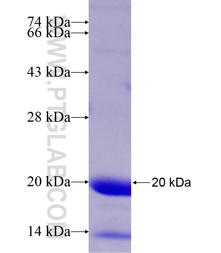 ERG fusion protein Ag17464 SDS-PAGE