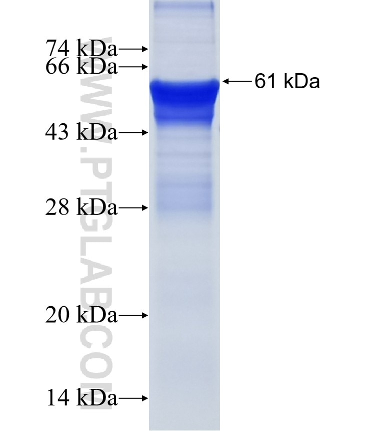 ERG fusion protein Ag6402 SDS-PAGE