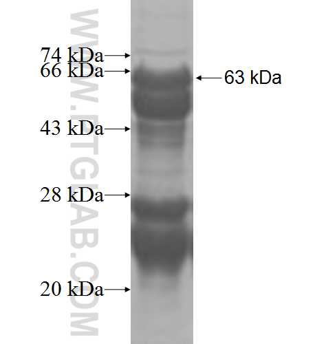ERG fusion protein Ag9693 SDS-PAGE