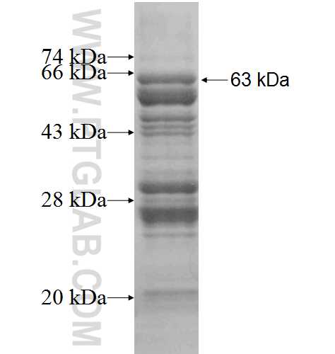 ERG fusion protein Ag9694 SDS-PAGE