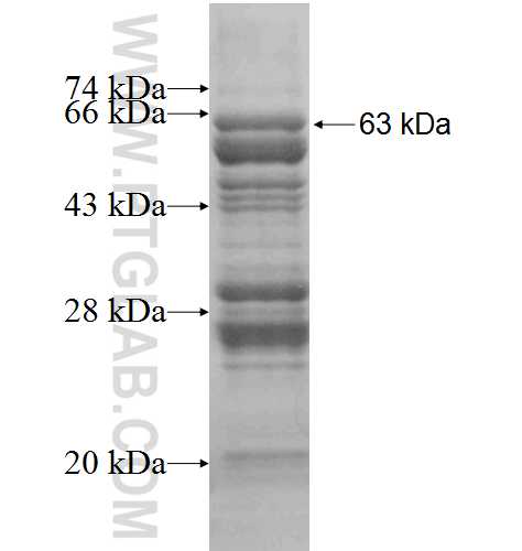 ERG fusion protein Ag9694 SDS-PAGE ERG fusion protein Ag9694 SDS-PAGE