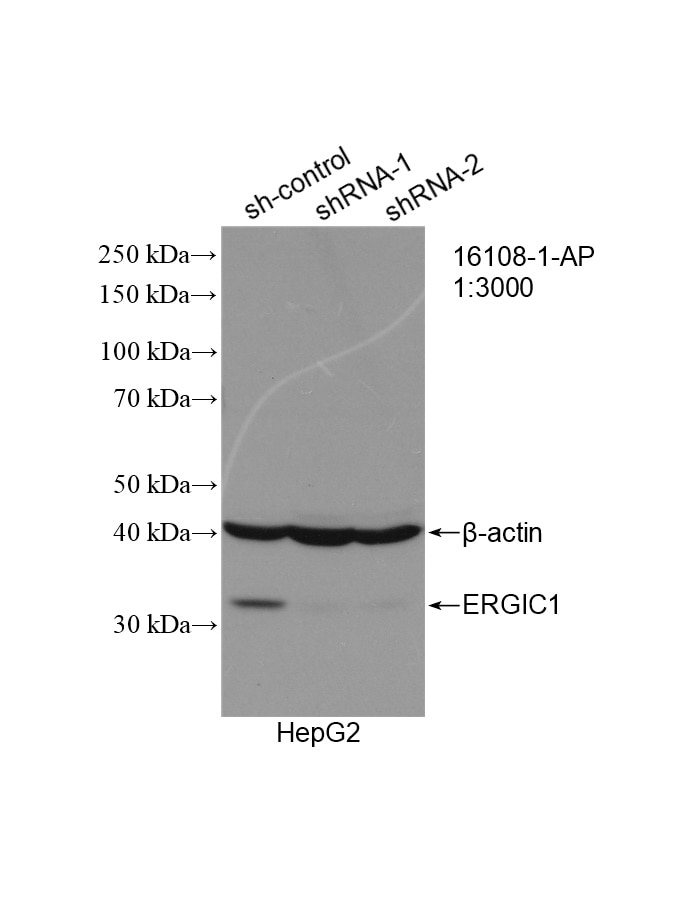 Western Blot (WB) analysis of HepG2 cells using ERGIC1 Polyclonal antibody (16108-1-AP)