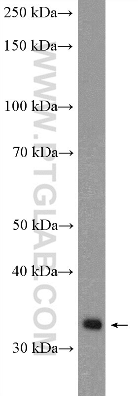 WB analysis of L02 using 16108-1-AP