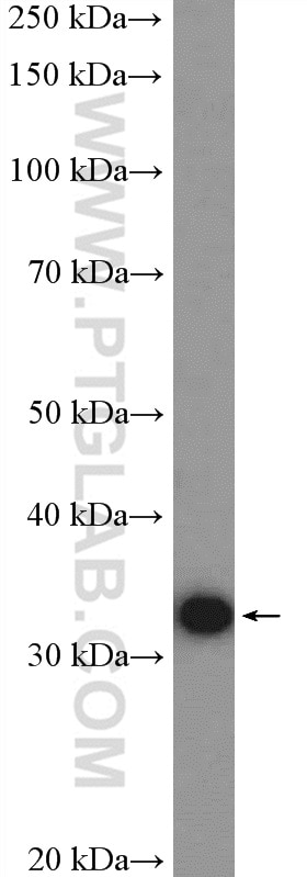 Western Blot (WB) analysis of HepG2 cells using ERGIC1 Polyclonal antibody (16108-1-AP)