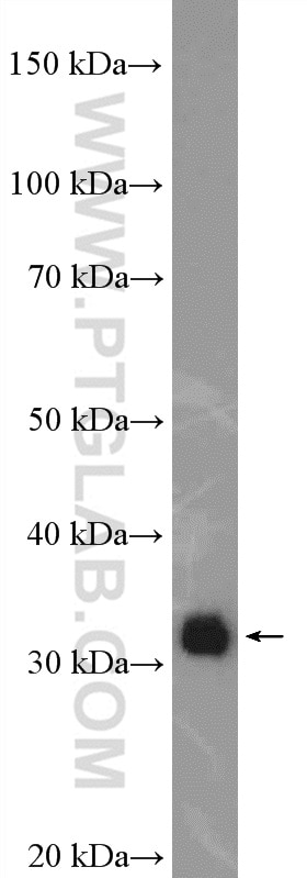 Western Blot (WB) analysis of HepG2 cells using ERGIC1 Polyclonal antibody (16108-1-AP)