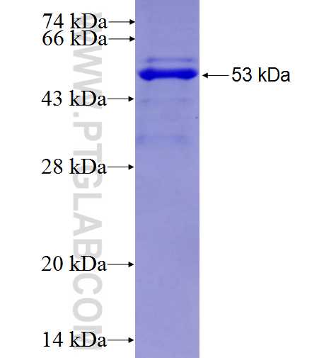 ERGIC1 fusion protein Ag9025 SDS-PAGE