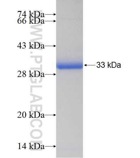 ERGIC1 fusion protein Ag9048 SDS-PAGE
